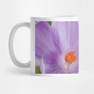 Crocus  'Queen of the Blues'  Dutch crocus. Mug